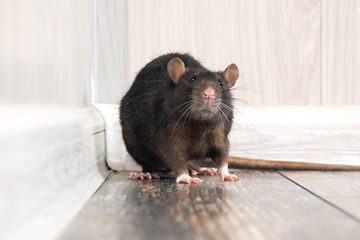 Rodents-Small-Pests