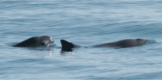 The Conservation Project International launches world’s first hackathon to save the vaquita