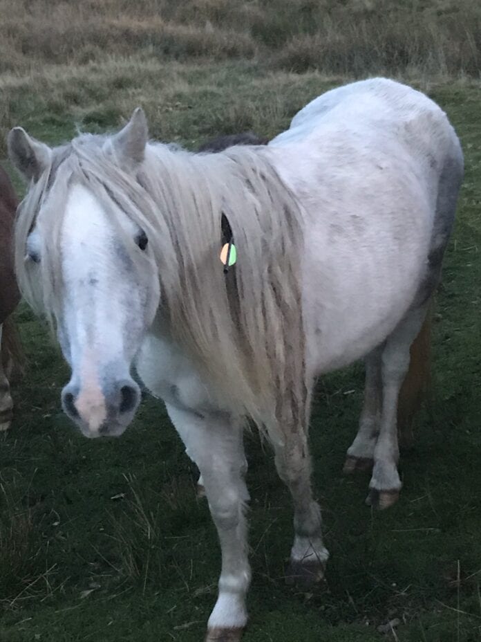 pony-1