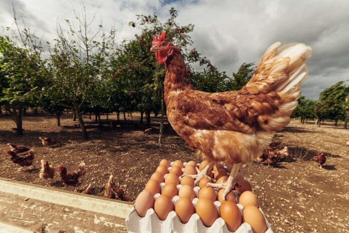 BUCK_Morrisons_Eggs_edit-11