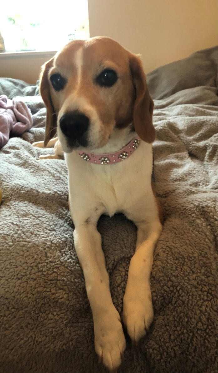 Molly - winner in the resue dog category