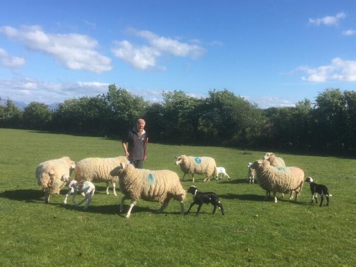 Peter-Williams-with-some-Damara-lambs