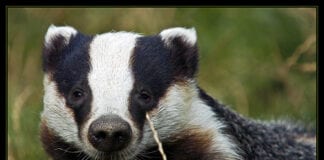 Wildlife consultation underway