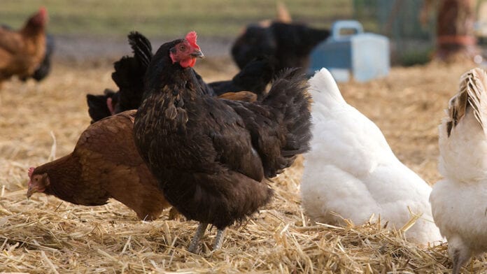 chickens-c-TS-3887