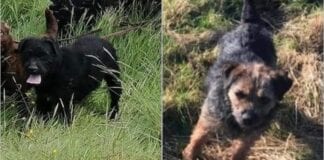 #APPEAL | Have you seen these 6️⃣ working dogs?