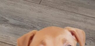 Found Puppy