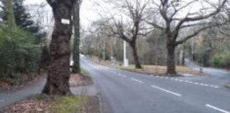 50 new trees to be planted along new cycle route in Swansea