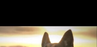 PD Moshi, helpes to save a life