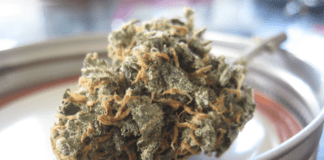 CBD Hemp Flower: What Users Need To Know?