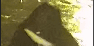 SWP Statement – UPDATE youth charged