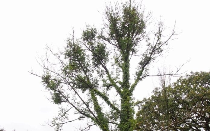 crown-dieback-1