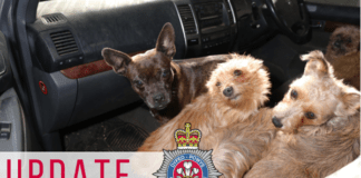 Suspected stolen dogs returned to owners, and further arrests made