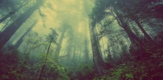 Wales commits to net zero by 2050, but sets out ambitions to get there sooner