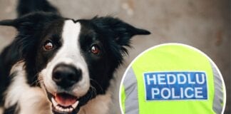 Dog thefts – Statement from Assistant Chief Constable Jo Maal