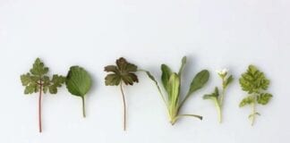 6 Magical Herbs That Can Be Used To Enhance Your Immune System