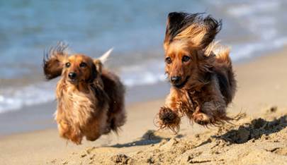 Dogs