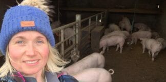 MENTER MOCH CYMRU HERD HEALTH PLAN BENEFITS PIGS AND POCKET