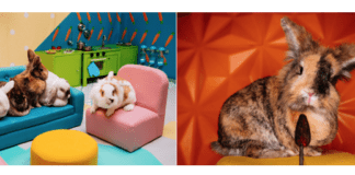World’s First Rabbit Reality Show Launches Ahead of Easter