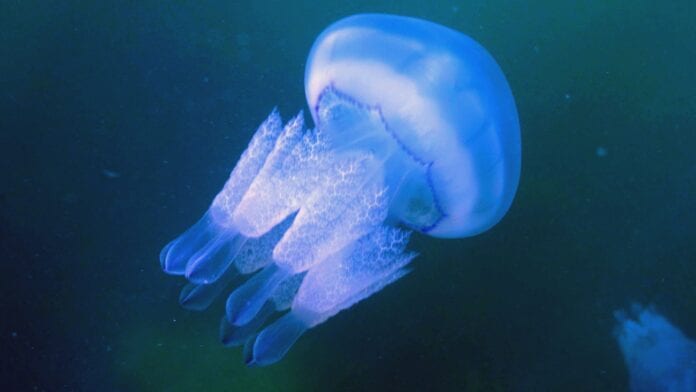 jellyfish