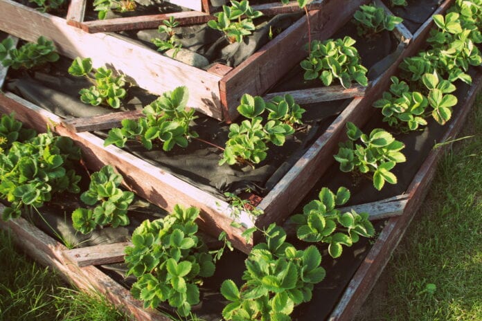 Strawberries in raised garden bed. Pyramid raised garden