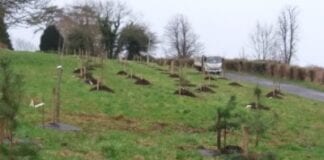 Tree planting underway in Carmarthenshire