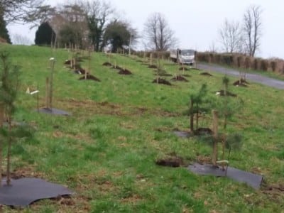 trees_stdavids2