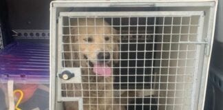 59 dogs recovered Dogs recovered during police operation in Swansea Neath Port Talbot