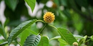 Top 6 Kratom Strains for Energy and Focus In 2021