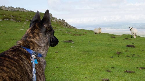 DogonLeadWeb