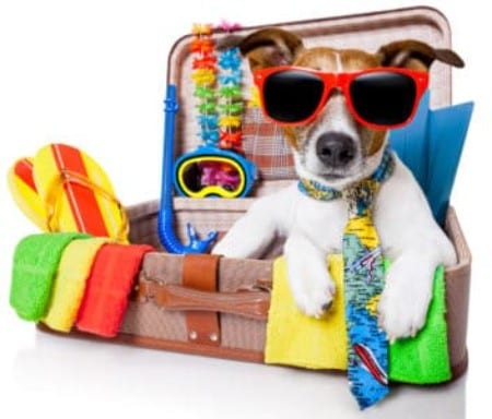 Ready-to-go-on-vacation-352x300