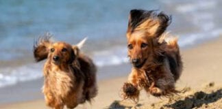 Pooch Protection at the Beach!