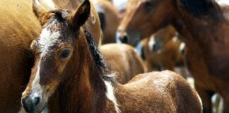 Ponies and cows called in to improve local nature reserve
