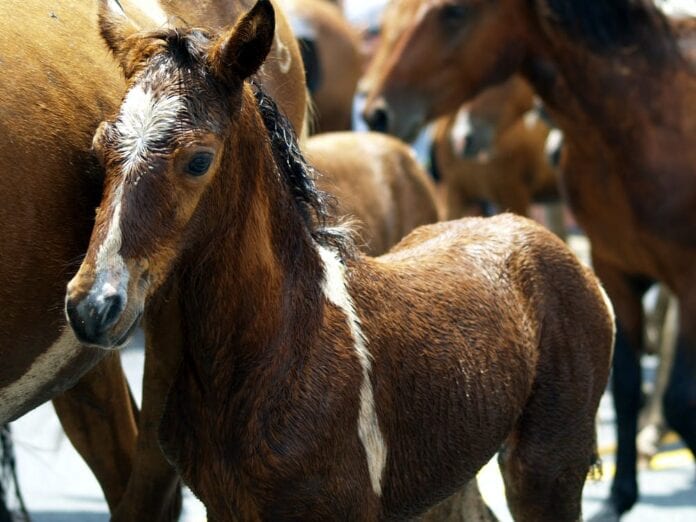ponies1