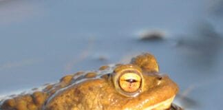 Wildlife charity calls for volunteers to save Wales’ dragons