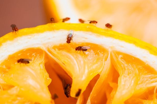 Fruit-flies