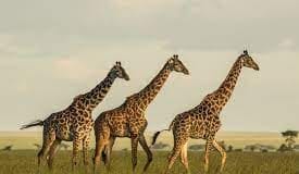 MYSTERY OF ‘PATCHWORK GRAZING’ BY GIRAFFES MAY HOLD CLUES TO WHY THEY ARE THREATENED WITH EXTINCTION SAY SCIENTISTS AT UNIVERSITY OF THE FREE STATE, SOUTH AFRICA