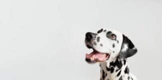 ALL IN A GOOD CLAWS – Mystery Dog Lover to donate up to £100k to charity