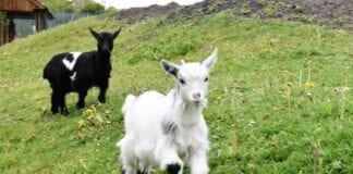 PYGMY GOATS JOIN SCHOOL ALPACAS TO BOOST PUPILS’ MENTAL HEALTH IN OUTDOOR CLASSROOM