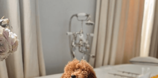 Mucky Pups: Experts share their top tips on grooming your dog at home