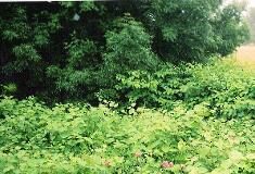 Press Statement: Carmarthenshire Council Calls For Action On Japanese Knotweed