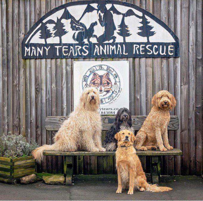Many-Tears-Animal-Rescue