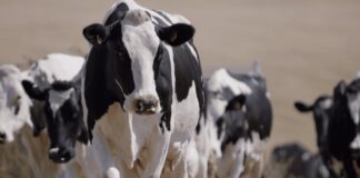 How giving cows time and space will improve milking efficiency