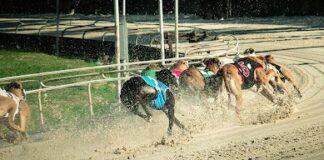 Wales set to ban greyhound racing