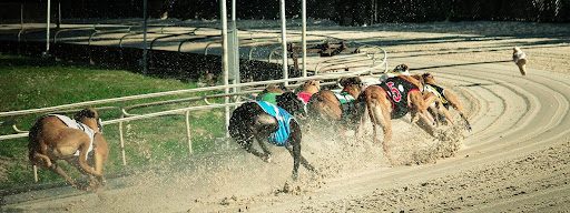greyhounds