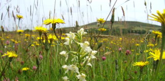 Discover meadows on your doorstep on Pembrokeshire Open Meadows Day