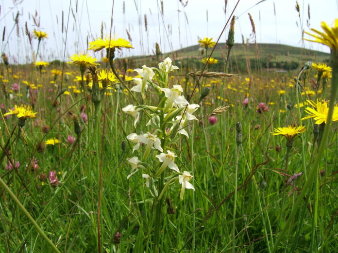 Greater-Butterfly-Orchid-scaled-5