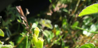 11-year old boy rediscovers missing orchid on MOD land