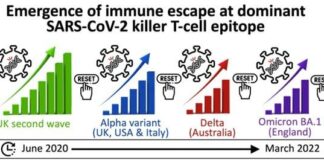 Study pinpoints SARS-CoV-2 Spike mutation that ‘escapes’ killer T-cells generated by infection and vaccination