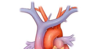 Healthy Hearts project launches in Carmarthenshire