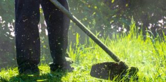Caerphilly grass cutting regime endorsed to promote biodiversity